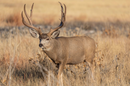 111.21-Acre Wytex Ranch in Rock River, WY