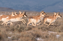 35.10-Acre Wytex Ranch in Rock River, Wyoming