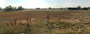 Buildable lot in Frederick, CO